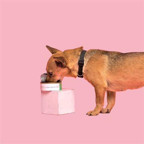 Let Doggo Eat in Style with this Elegantly Designed Dog Food Tins | Dog ...