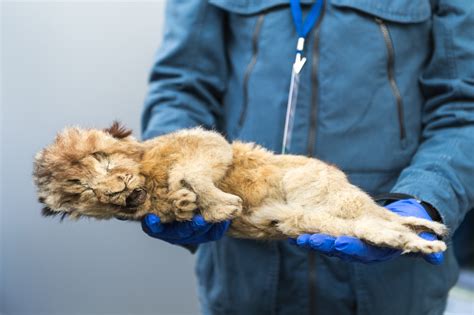 Cave Lion Cub Spartak Is ... A Girl | Russian Geographical Society