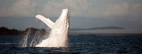 Albino Whale in Mexico – Awesome Histories