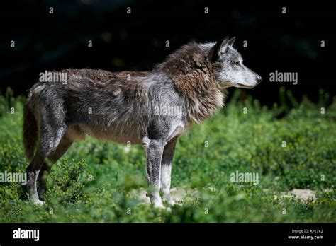 Canadian timber wolf hi-res stock photography and images - Alamy