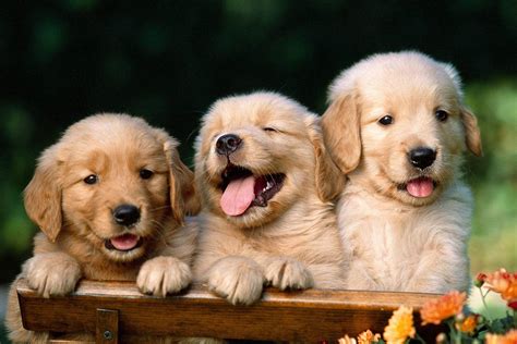 Puppy HD Wallpapers - Wallpaper Cave