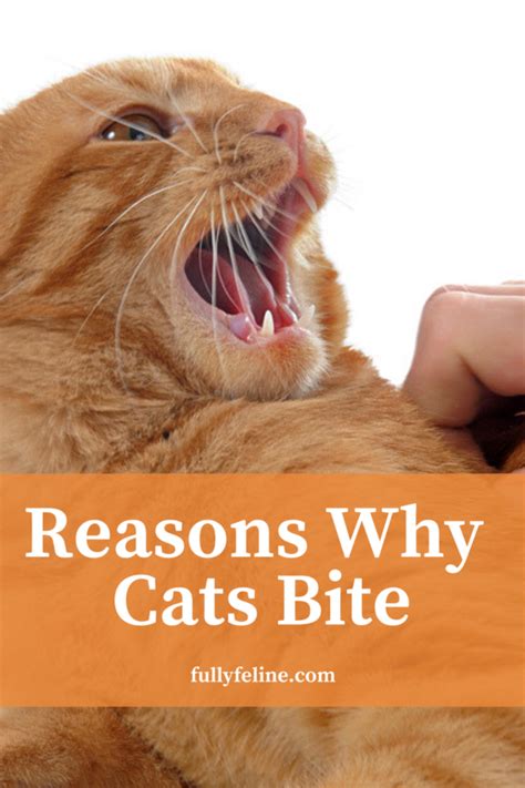 Cat Behavior: Why Cats Bite