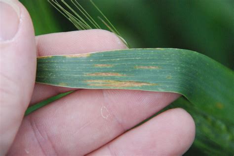 Wheat Disease Update: April 22, 2017 | Mississippi Crop Situation