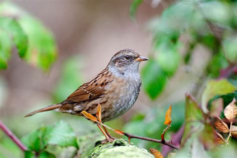 Dunnock | Bird Identification Guide | Bird Spot