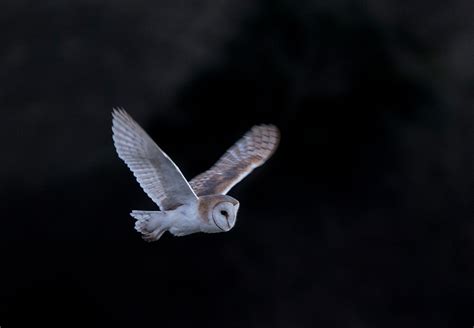 White Barn Owls Excel at Hunting in Bright Moonlight - intoBirds