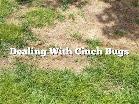 Dealing With Cinch Bugs - The Homestead Survival