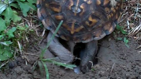 eastern box turtle nesting - YouTube