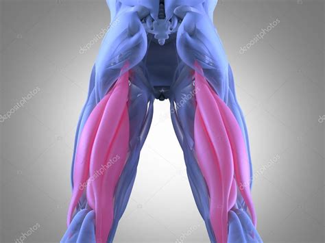 Modelo de anatomia do grupo muscular Hamstring fotos, imagens de © AnatomyInsider #129000460