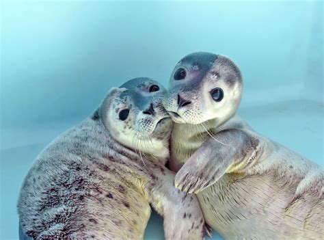 Two rescued harbor seal pups. Have you ever seen anything so cute? | Wassertiere, Tiere, Schafe