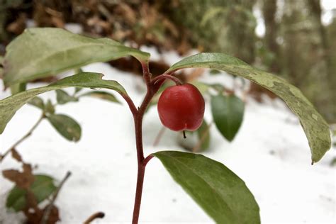 Wintergreen (Gaultheria procumbens) – Seashore to Forest Floor