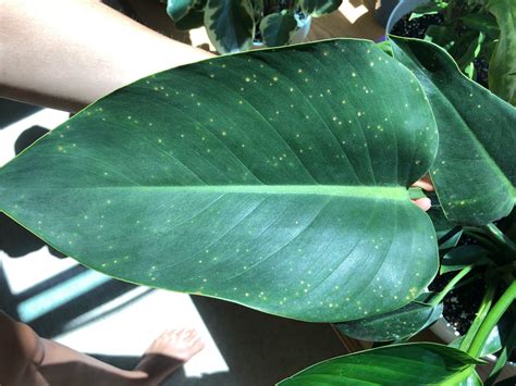 Viral disease? Fungal? Leaf spots on philodendron : r/plantclinic