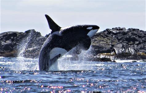 Sitka Whale Watching & Wildlife Tour | A Whale's Song Expedition