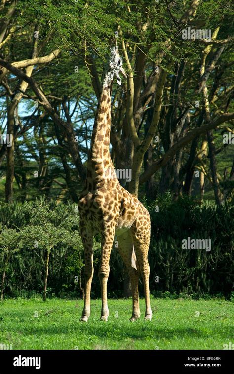 giraffe eating leaves Stock Photo - Alamy