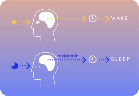 Circadian rhythm: How switching your lights improves your sleep routin ...