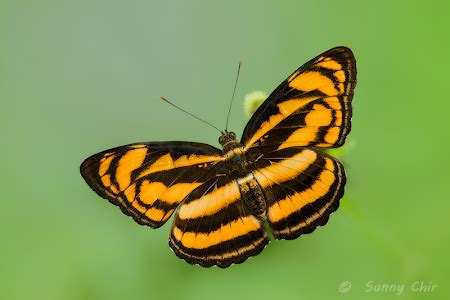 Butterflies of Singapore: Butterflies Galore! : Colour Sergeant