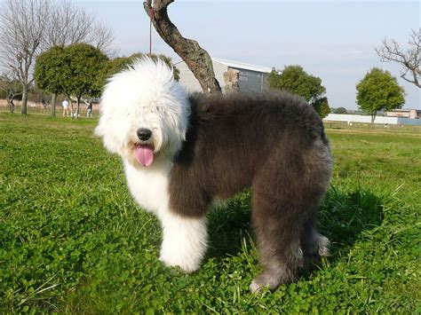 OLD ENGLISH SHEEPDOG | English sheepdog dog, Old english sheepdog, Cute ...