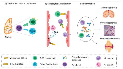 Biomedicines | Free Full-Text | CD146/sCD146 in the Pathogenesis and Monitoring of Angiogenic ...