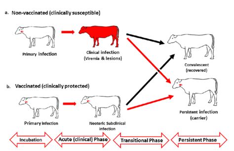 Antivirals as major weapon for the effective control of Foot-and-Mouth ...