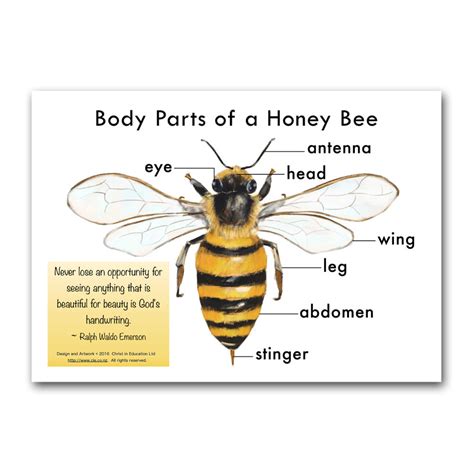 Body Parts of a Honey Bee Poster | Christ in Education Ltd