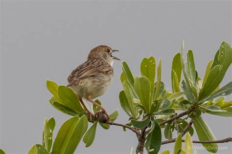 Rattling Cisticola - Wildlife Den - South African And Australian Wildlife Photography