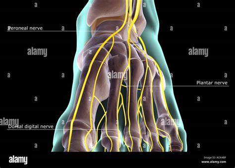 The nerves of the foot Stock Photo - Alamy