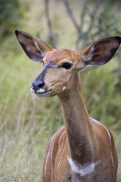 Kudu Baby, Kudu Antelope in African Bush Stock Image - Image of ...