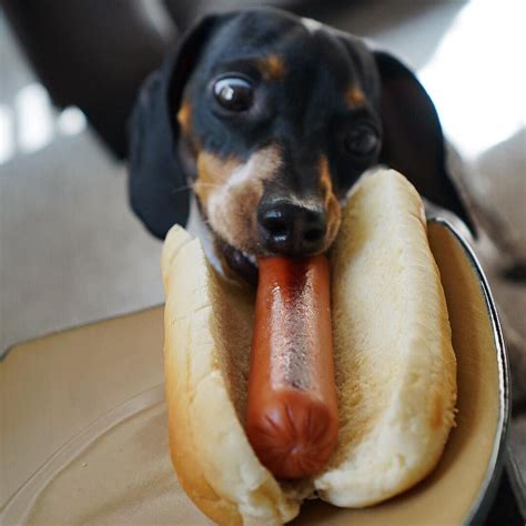 Pin on Dachshund Memes and Wiener Dog Humor