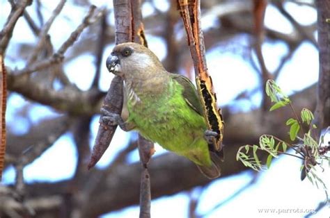 Parrot Encyclopedia | Brown-headed Parrot | World Parrot Trust