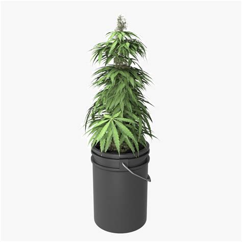 marijuana potted plant max