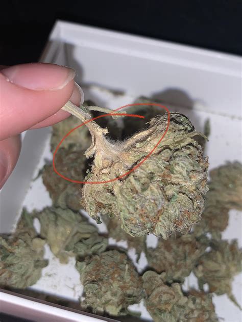 Weed mold or trichomes? : r/trees