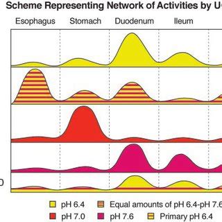 Composite scheme depicting relative levels of UGT1A1 and UGT1A7 through... | Download Scientific ...