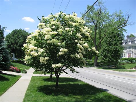 Image result for ivory silk japanese tree lilac | Japanese lilac tree, Lilac tree, Japanese tree