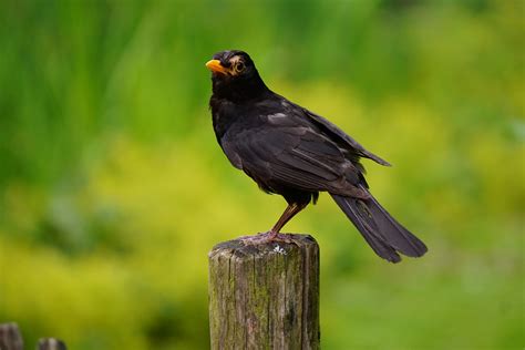 Black Bird Perched on Brown Wooden Pedestal Closeup Photography during ...