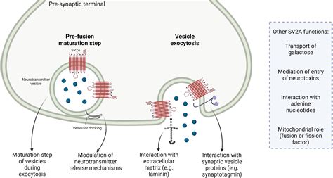 Synaptic Vesicle Membrane Proteins