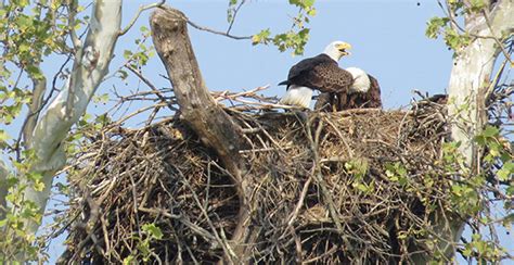 DNR: Fish & Wildlife: Bald Eagle