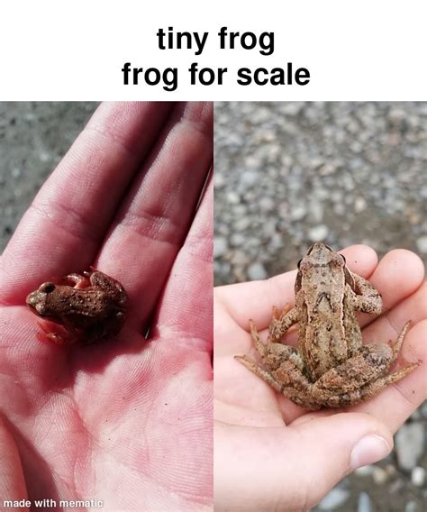 Le Frog : r/memes