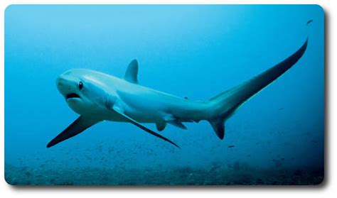 The Thresher Shark x10 Facts: Habitat, Social Life & Hunting Behavior ...