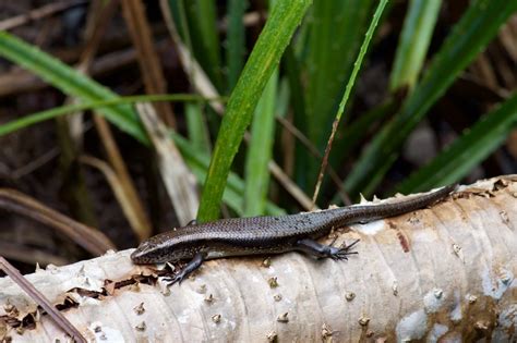 Wild Herps - Common Sun Skink (Eutropis multifasciata)