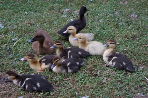 Muscovy Duck - Facts, Habitat, Diet, Behavior, As Pets, Photos