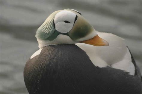 Free picture: spectacled eider, male, duck, winter, plumage