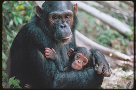 Serena's Greenhouse - Where Kids Bloom: Differences between an ape and ...