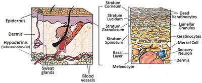 Frontiers | Skin Tissue Substitutes and Biomaterial Risk Assessment and Testing