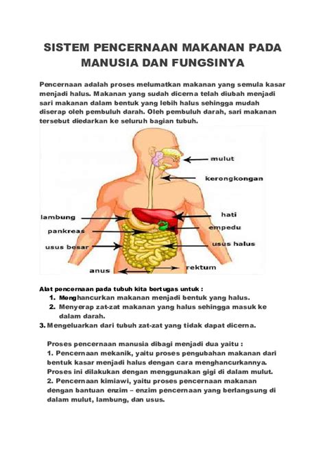 Fungsi Pankreas Dalam Sistem Pencernaan - Homecare24