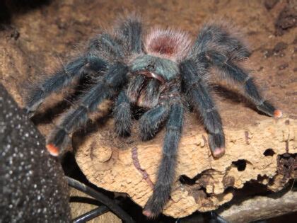 Pink Toe Tarantula: Care, Habitat, Diet, Housing & More!