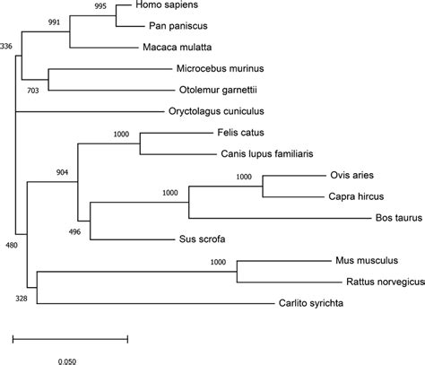 Mammalian phylogenetic tree including orthologous ZnT8 protein... | Download Scientific Diagram