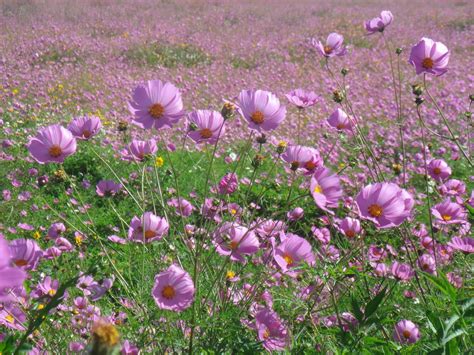 Fotos De Flores Silvestres Y Sus Nombres