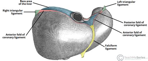 Diagram Of Liver - The Liver And Its Functions Center For Liver Disease Transplantation Columbia ...