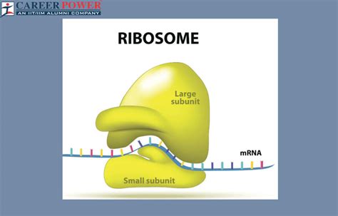 Ribosomes: Definition, Structure, Types, and Functions