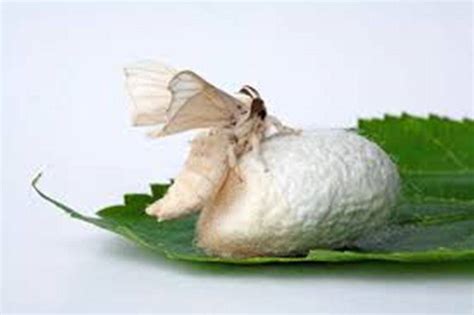 How we can get Silk from the Silkworm?