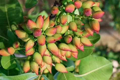 How to Grow Pistachio Trees